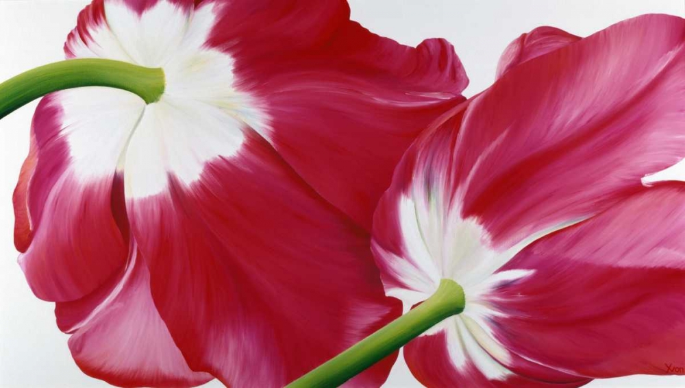 Tulipa art print by Yvonne Poelstra-Holzhaus for $57.95 CAD