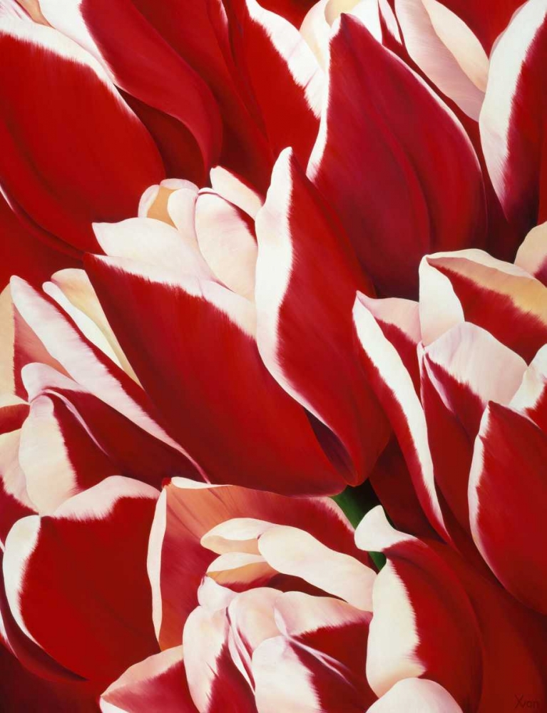 Red and White II art print by Yvonne Poelstra-Holzhaus for $57.95 CAD