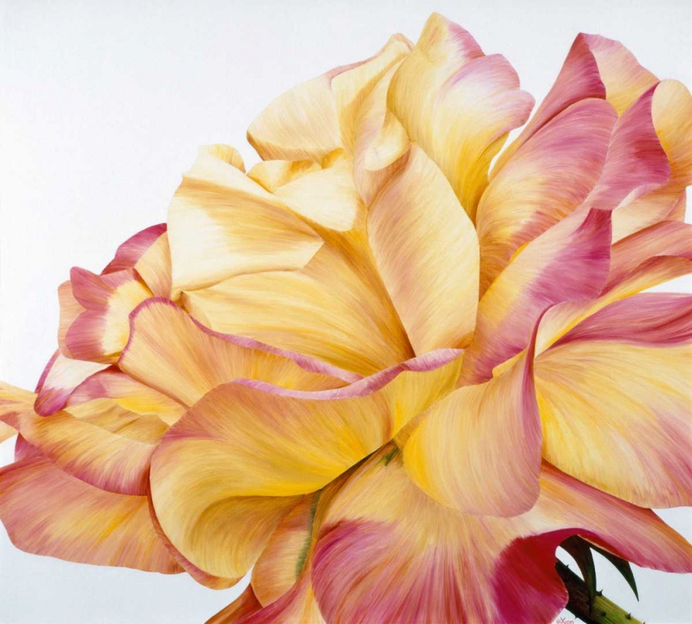 Beautiful rose art print by Yvonne Poelstra-Holzhaus for $57.95 CAD