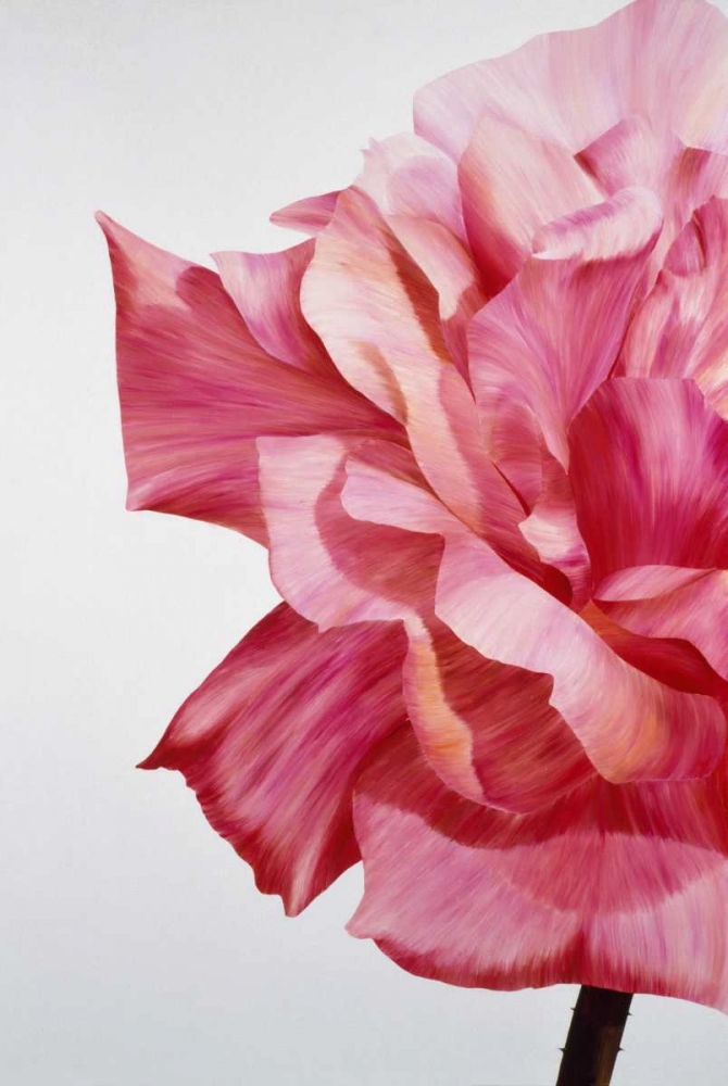 Pink Twin I art print by Yvonne Poelstra-Holzhaus for $57.95 CAD