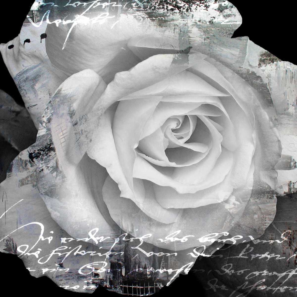 White Rose I art print by Micha Baker for $57.95 CAD