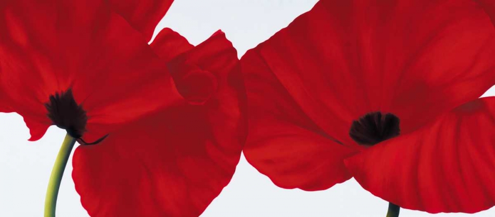 Red II - poppies art print by Yvonne Poelstra-Holzhaus for $57.95 CAD