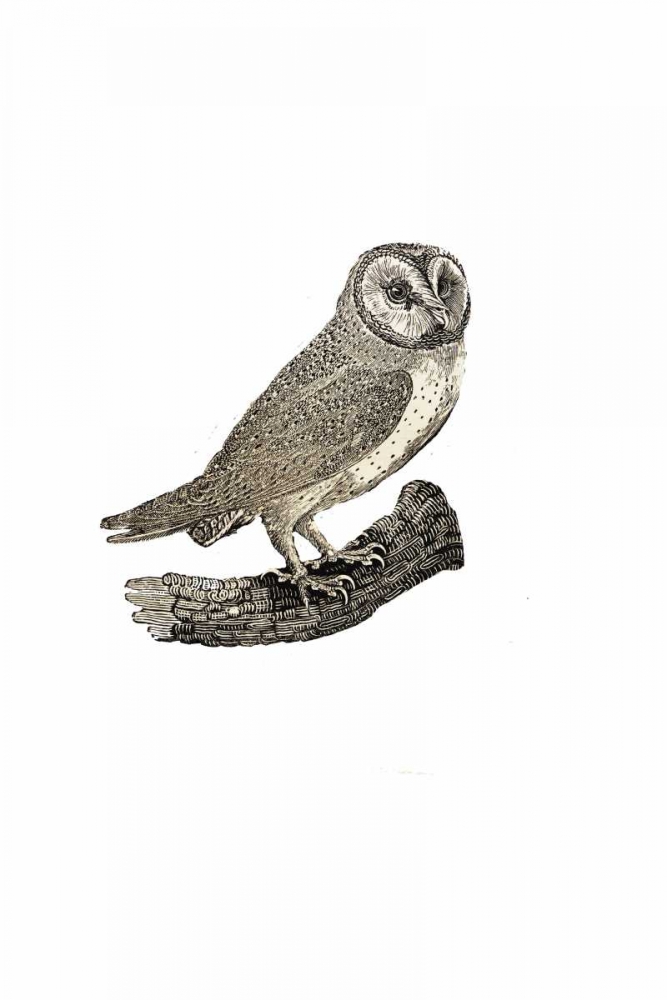 Oehoe art print by Anne Waltz for $57.95 CAD