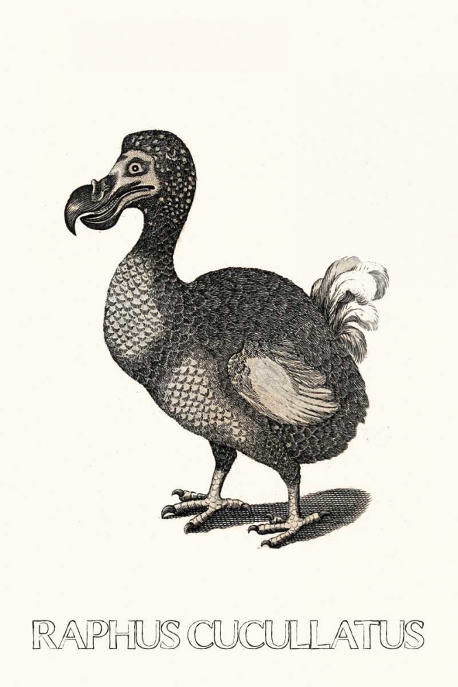 Raphus art print by Anne Waltz for $57.95 CAD