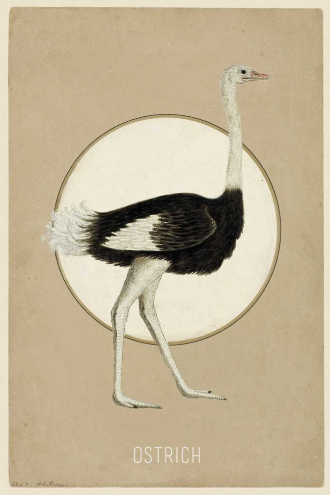Ostrich art print by Anne Waltz for $57.95 CAD