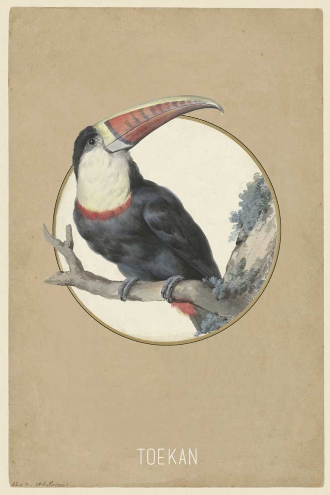 Toekan art print by Anne Waltz for $57.95 CAD