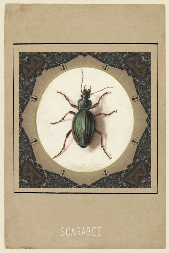 Scarabee art print by Anne Waltz for $57.95 CAD