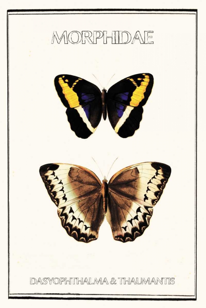 Morphidae art print by Anne Waltz for $57.95 CAD