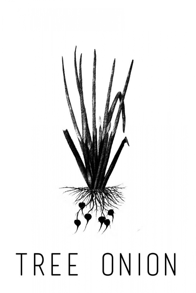 Tree Onion art print by Anne Waltz for $57.95 CAD