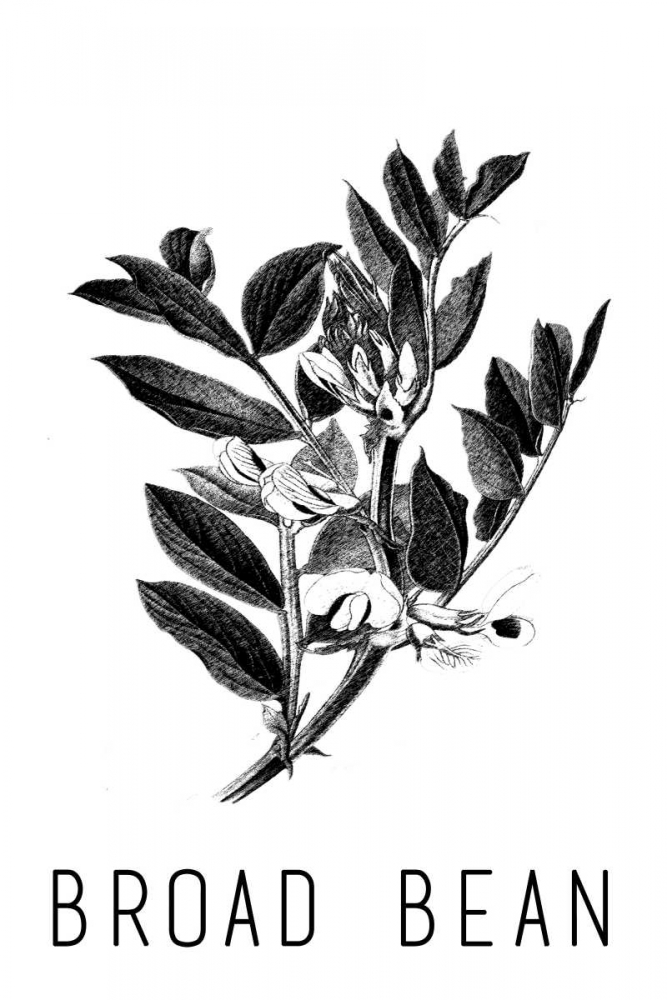 Broad Bean art print by Anne Waltz for $57.95 CAD