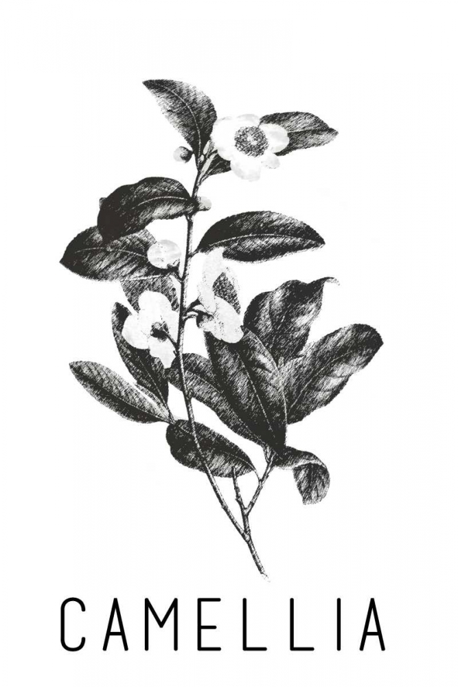 Camella art print by Anne Waltz for $57.95 CAD