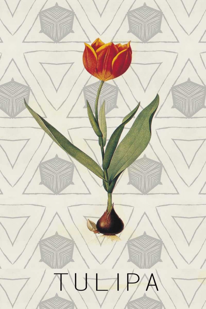 Tulipa art print by Anne Waltz for $57.95 CAD