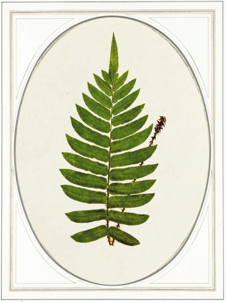 Leaf art print by Anne Waltz for $57.95 CAD