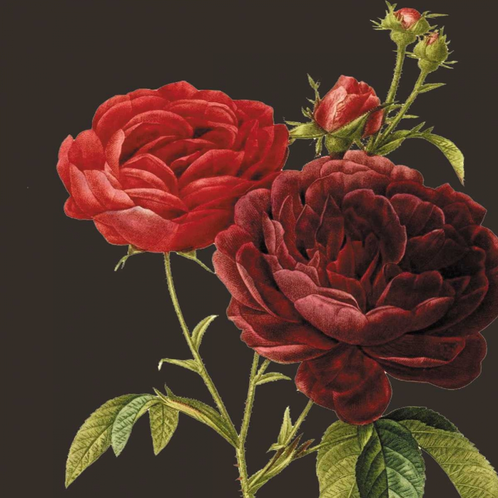 Classic rose art print by Anne Waltz for $57.95 CAD
