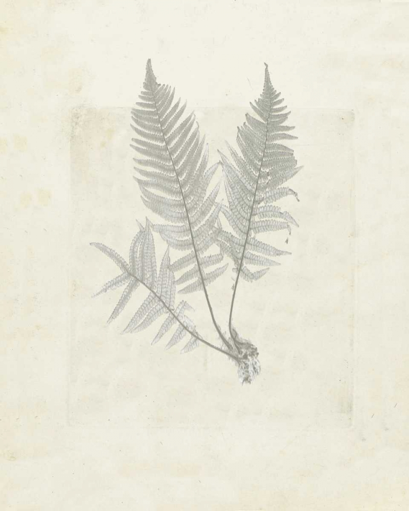 Leaf soft art print by Anne Waltz for $57.95 CAD