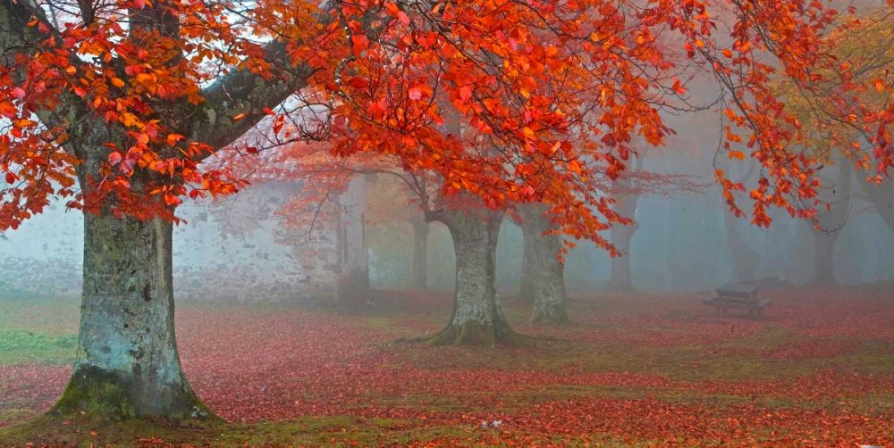 Red forest 804 art print by J.A. Palacios for $57.95 CAD