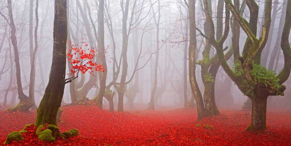 Red forest 811 art print by J.A. Palacios for $57.95 CAD