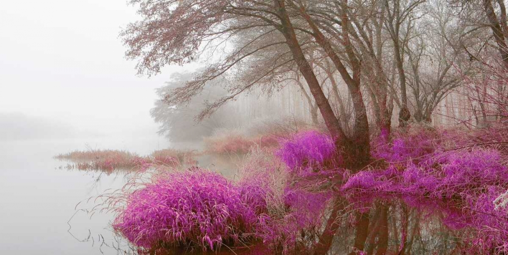 Foggy swamp 838 art print by J.A. Palacios for $57.95 CAD