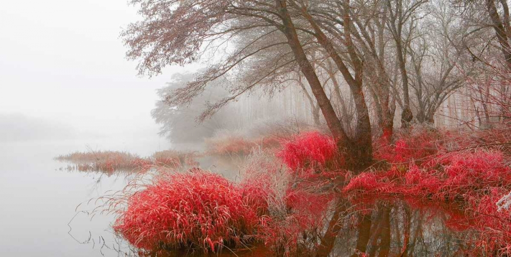 Foggy swamp 837 art print by J.A. Palacios for $57.95 CAD