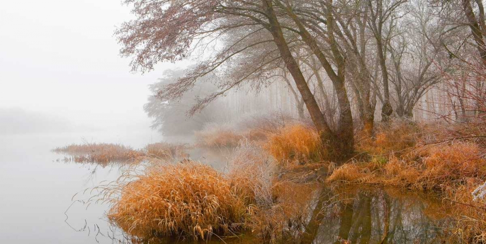 Foggy swamp 836 art print by J.A. Palacios for $57.95 CAD