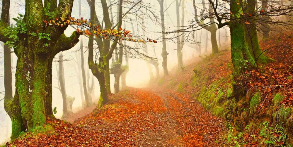 Orange forest leaves 826 art print by J.A. Palacios for $57.95 CAD