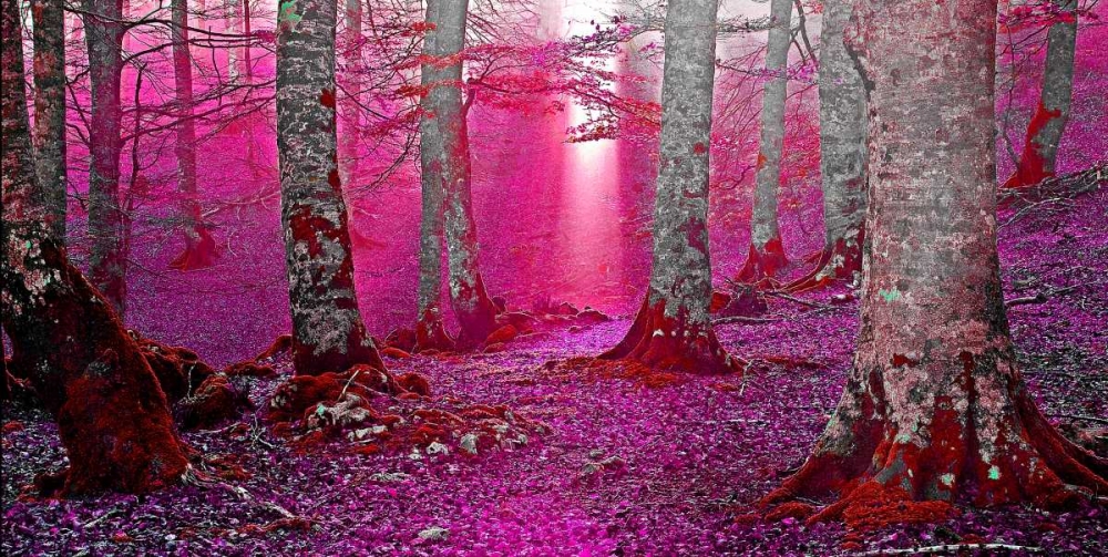 Forest and sunbeam 822 art print by J.A. Palacios for $57.95 CAD