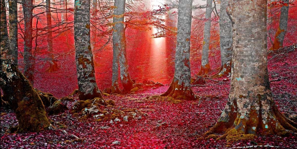 Forest and sunbeam 821 art print by J.A. Palacios for $57.95 CAD