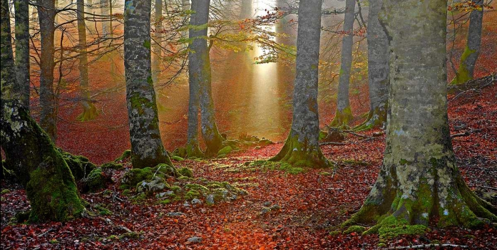 Forest and sunbeam 820 art print by J.A. Palacios for $57.95 CAD