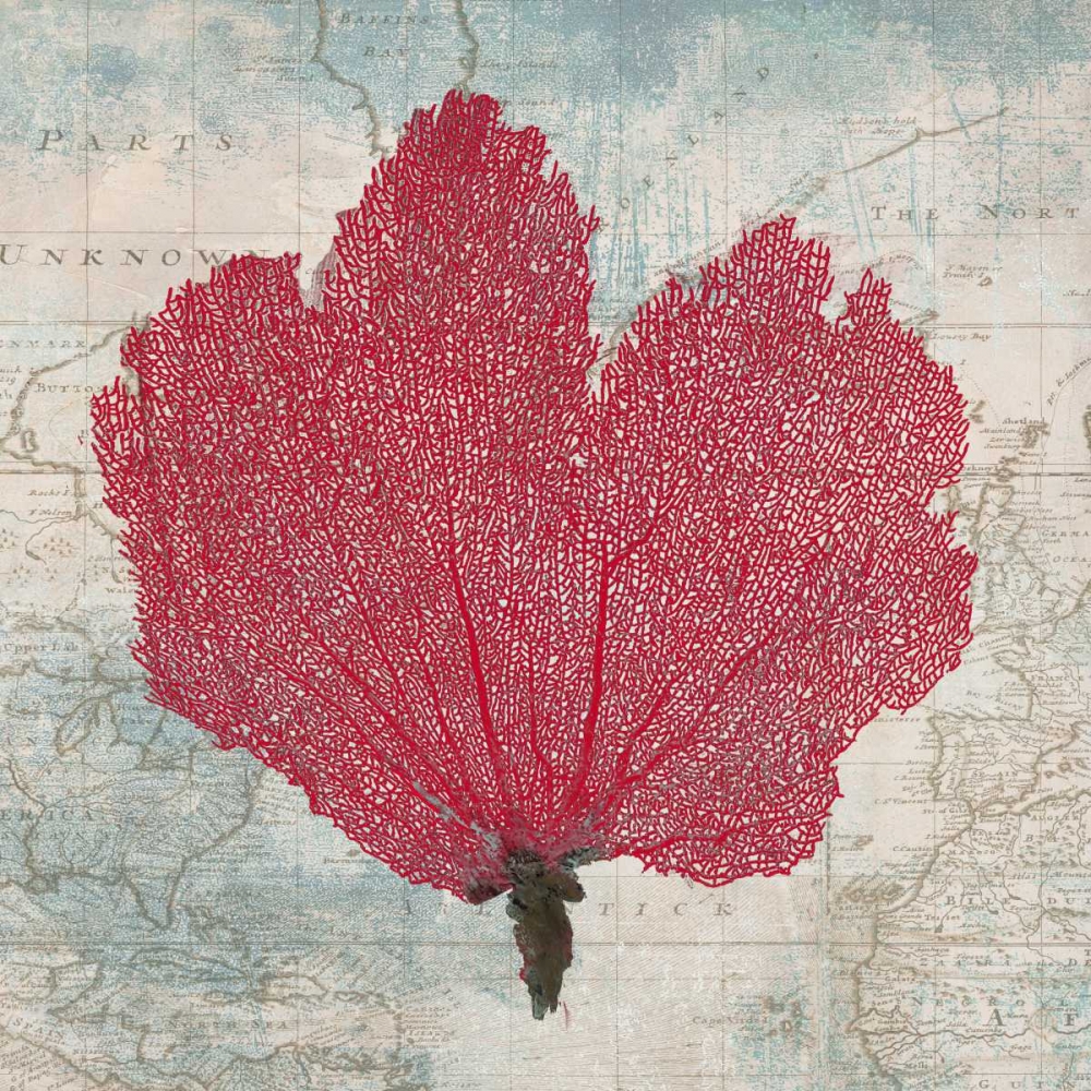 Fan Coral art print by Ted Broome for $57.95 CAD