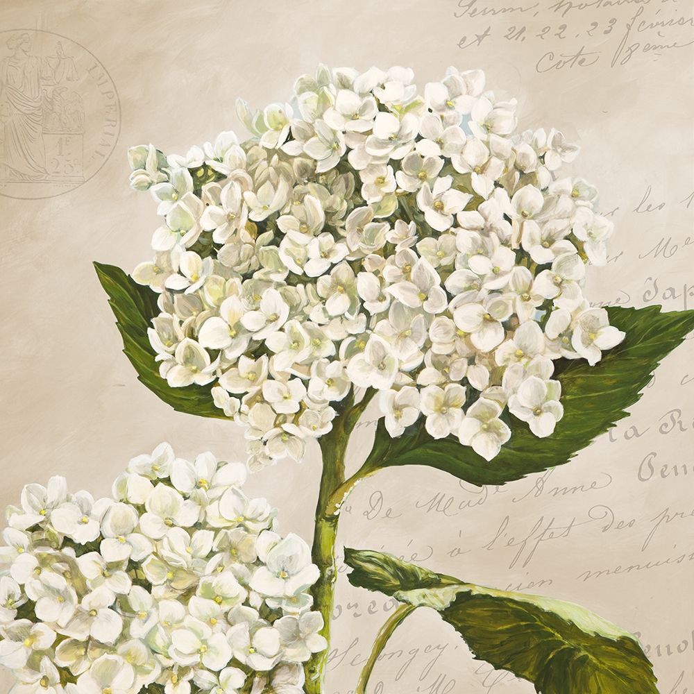 Hydrangeas II (Neutre) art print by Remy Dellal for $57.95 CAD