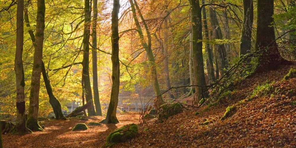 Autumn beech woods Birks o Aberfeldy art print by Anonymous for $57.95 CAD