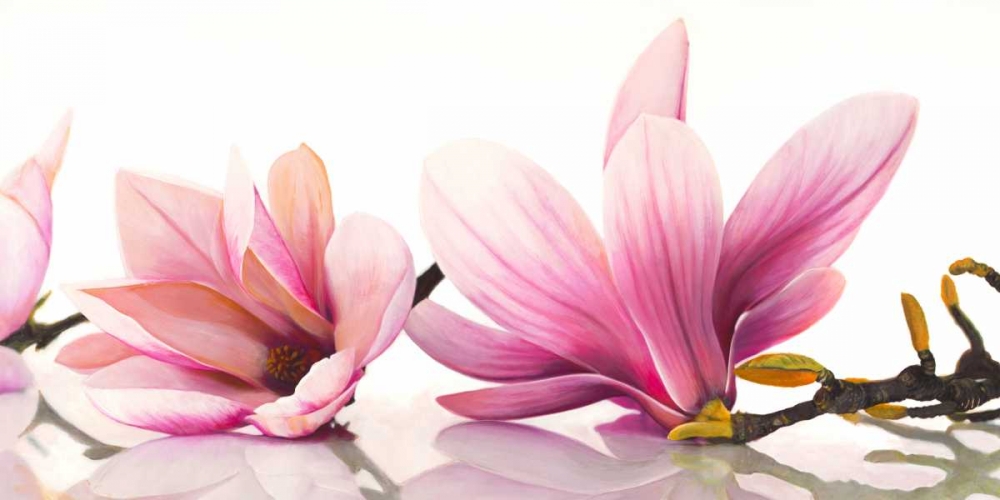 Magnolia art print by Cynthia Ann for $57.95 CAD