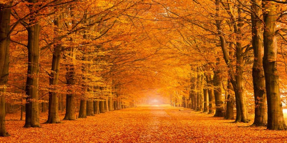 Woods in autumn art print by Pangea Images for $57.95 CAD