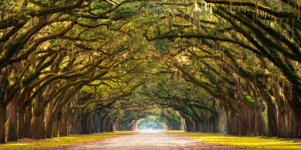 Path lined with oak trees art print by Anonymous for $57.95 CAD