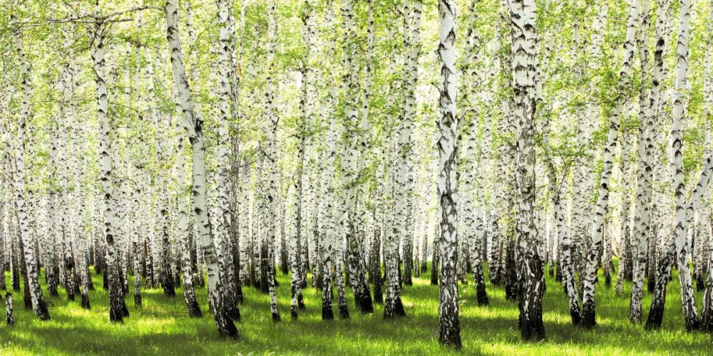 Birch forest in spring art print by Anonymous for $57.95 CAD