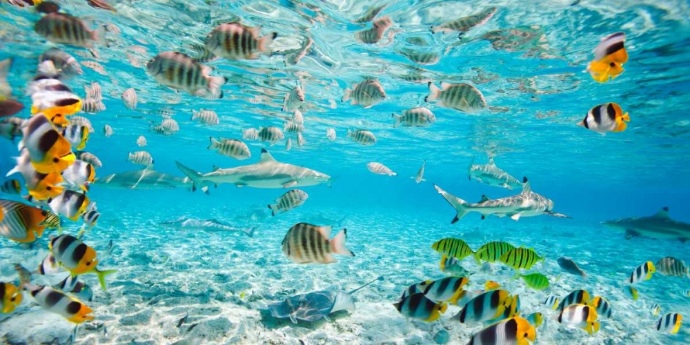 Fish and sharks in Bora Bora lagoon art print by Pangea Images for $57.95 CAD