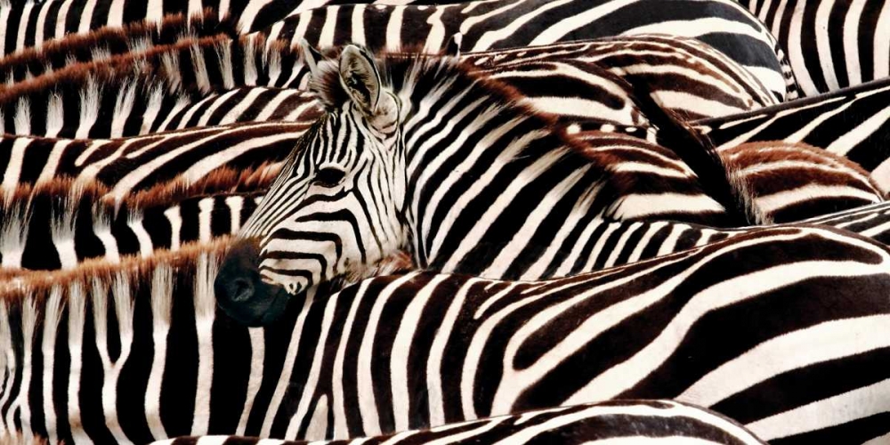 Herd of zebras art print by Pangea Images for $57.95 CAD