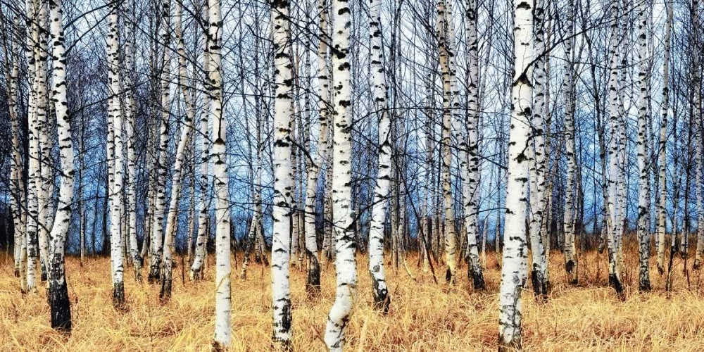 Birch grove in autumn art print by Oleg Znamenskiy for $57.95 CAD