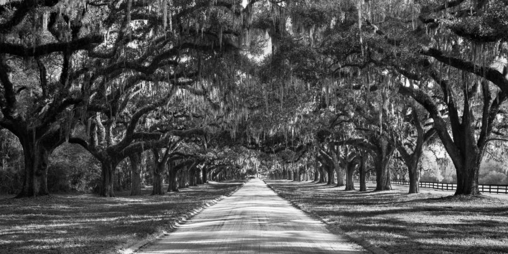Tree lined plantation entrance, South Carolina art print by Anonymous for $57.95 CAD
