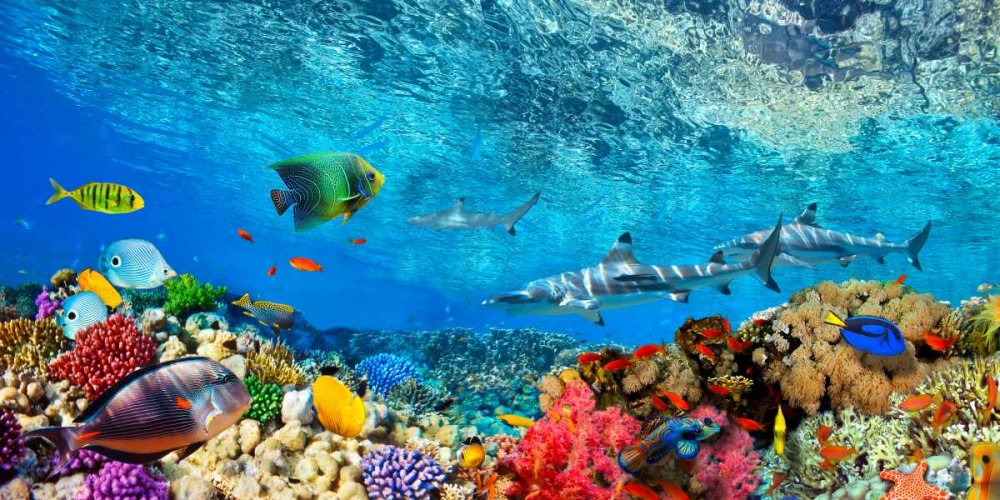 Reef Sharks and fish- Indian Sea art print by Pangea Images for $57.95 CAD