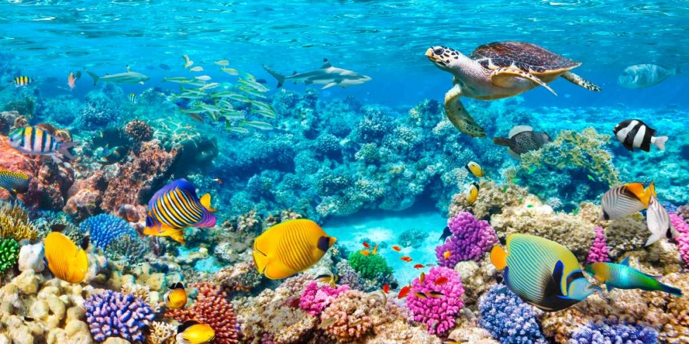 Sea Turtle and fish- Maldivian Coral Reef art print by Pangea Images for $57.95 CAD