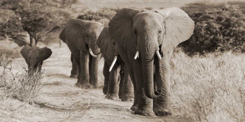 Herd of African Elephants- Kenya art print by Anonymous for $57.95 CAD