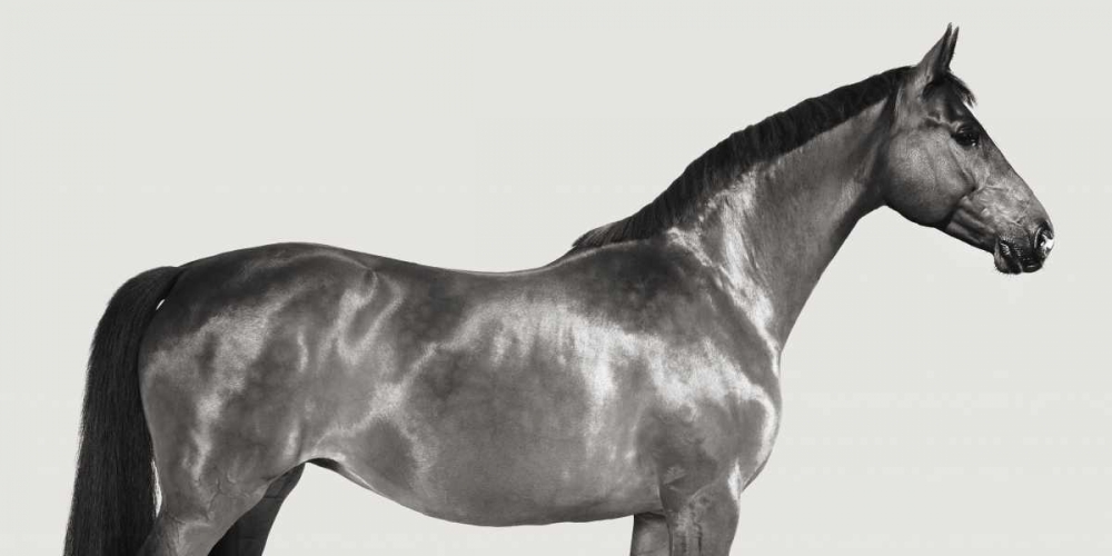 Kingsman Cavalier- English Thoroughbred art print by Pangea Images for $57.95 CAD