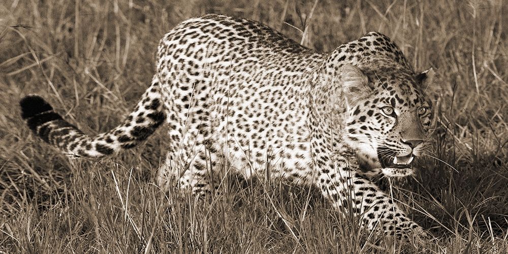 Leopard hunting art print by Pangea Images for $57.95 CAD