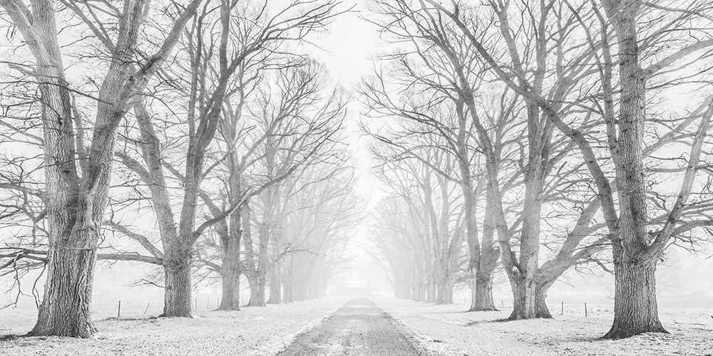 Tree lined road in the snow art print by Pangea Images for $57.95 CAD