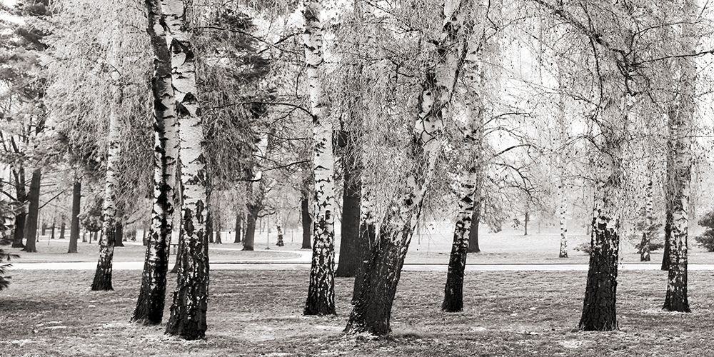 Birches in a Park art print by Pangea Images for $57.95 CAD