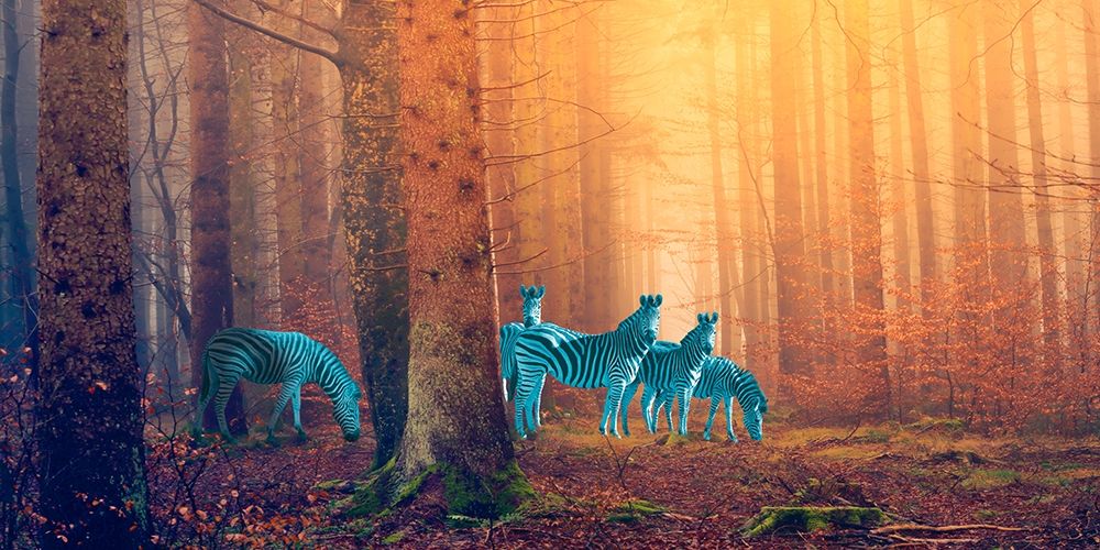 In the woods art print by Arlo Wren Photos for $57.95 CAD