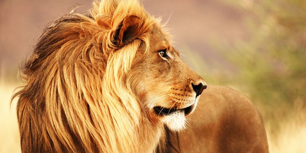Male lion, Namibia (detail) art print by Anonymous for $57.95 CAD