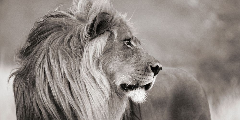 Male lion, Namibia (detail, BW) art print by Anonymous for $57.95 CAD