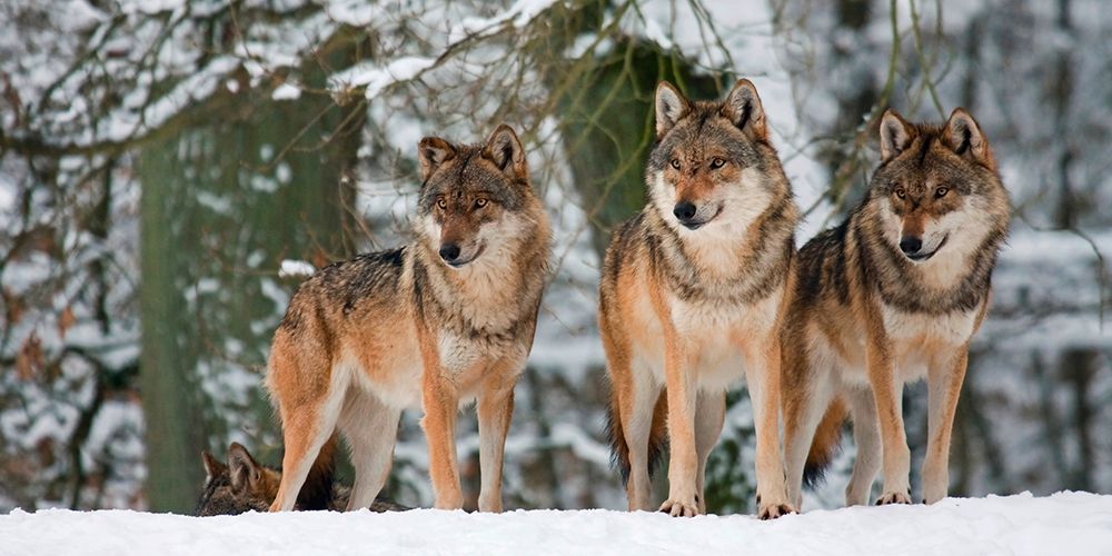 Wolves in the snow, Germany (detail) art print by Anonymous for $57.95 CAD